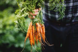 Man holding a bunch of carrots harvested from a field.